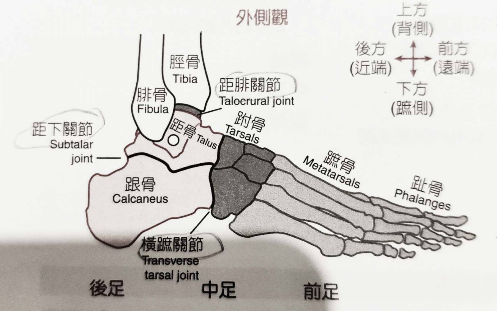 脚踝对应的器官示意图图片